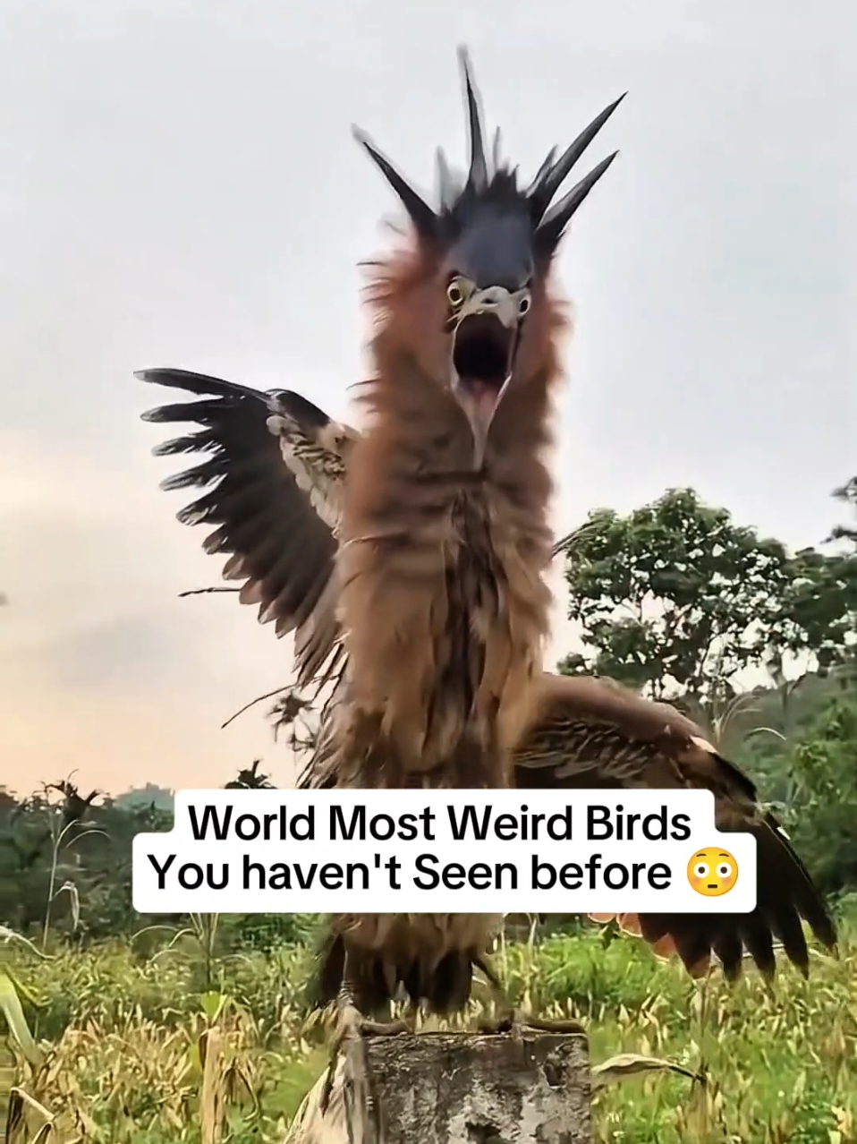 World Most Weird birds you haven't seen before 😳 #birds #birdsoftiktok #scarybirds #birdsounds #weirdbirds #scarysounds #sound #shoebill #factsyoudidntknow #rarebirds #beautifulbirds 