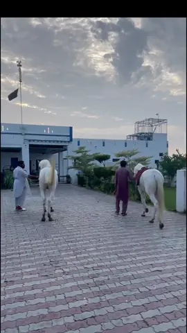 Buraq Farm 🐎❤️#syedsardar07 #Alburaq🐎 #foryou #