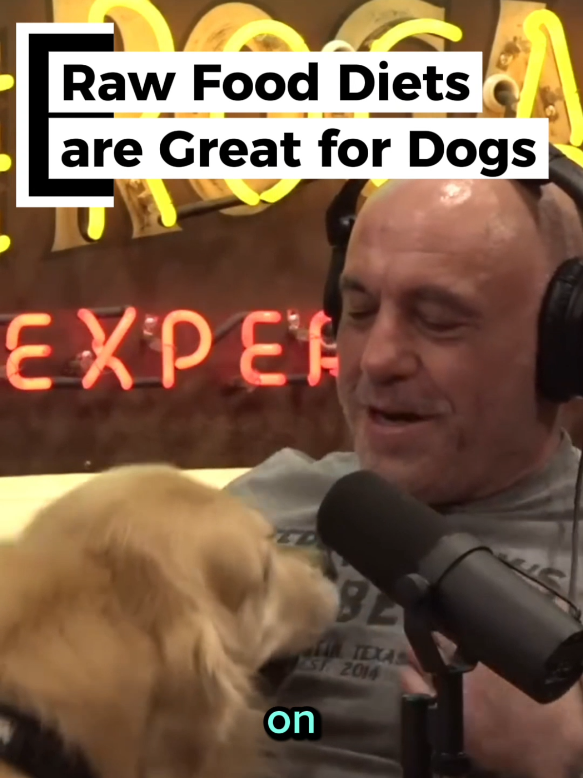 Raw Food Diets are Great for Dogs #jre #joerogan #joeroganexperience #joeroganpodcast #dog #dogs #goldenretriever #dogbreeds #rawfood #dogfood #dogfoodreview 