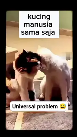 kucing                              manusia                                sama saja