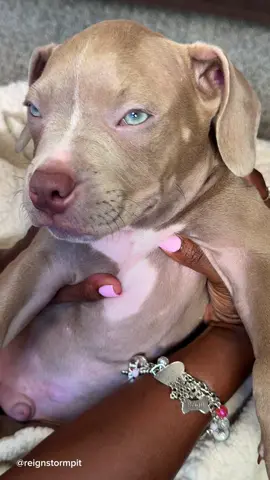 Puppy Care Moisturizing With Organic Coconut Oil & Shes Butter and Desensitization 🩵🐾 #puppy #puppytiktok #puppylife #cute #cutepuppy #aesthetic #dogcare #doggrooming #dogsoftiktok #foryou #viral 
