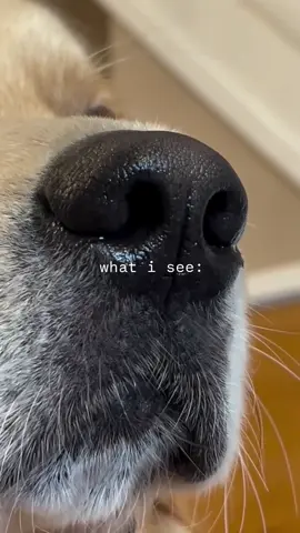 Dog owners always see the uniqueness 🥹 look at all his perfect details 🥹🥰 #GoldenRetriever #unique #thelittlethings #whatpeoplesee #obsessed #dogdad 