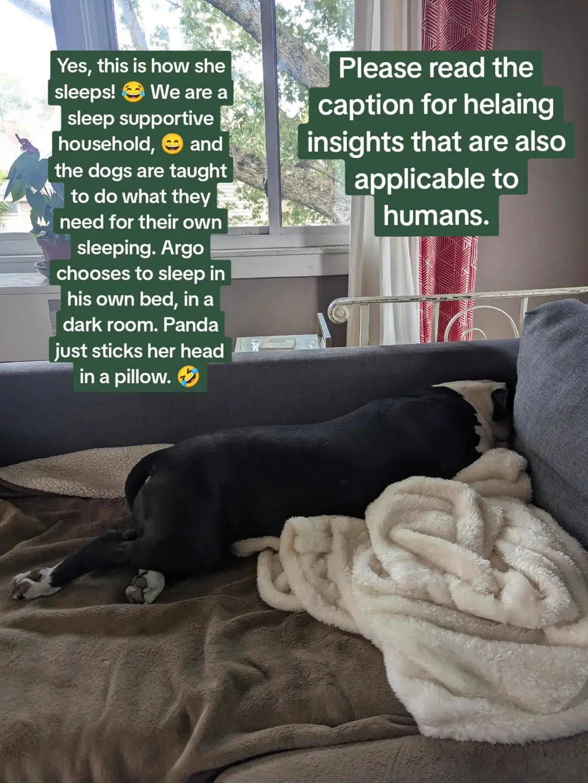 Argo, our first dog, came to us when he was 5 months old. He had no trauma so for him emotional regulation came easy. That combined with his personality as a Virgo Sun, he quickly adopted structures we set for him, and now helps us keep them up. He taught me, that sleep is a very important part of a dog's daily routine. He chooses his own sleep times and play times ever since he was a puppy. He gravitates to his bed, a cool, shaded spot in the house or in the yard for his naps during the day. On the other hand, Panda came to us when she was 2.5 years old. She had a LOT of trauma, but had still kept her spirit vibrant. Our job as her hoomans, was to facilitate her healing. She could not sleep well, was always alert. You could see her exhaustion from always being alert, anxious, and sleep deprived, in her eyes, lack of emotional regulation, and reactive vs. deliberate, responsive actions and decisions (Karma). She taught me, sleep is not just important but a necessary part of a dog's life. It's the only way they will be able to release cortisol built up over months or years, so that they can then slowly learn to regulate themselves. So I started teaching her emotional regulation through toys, and started 
