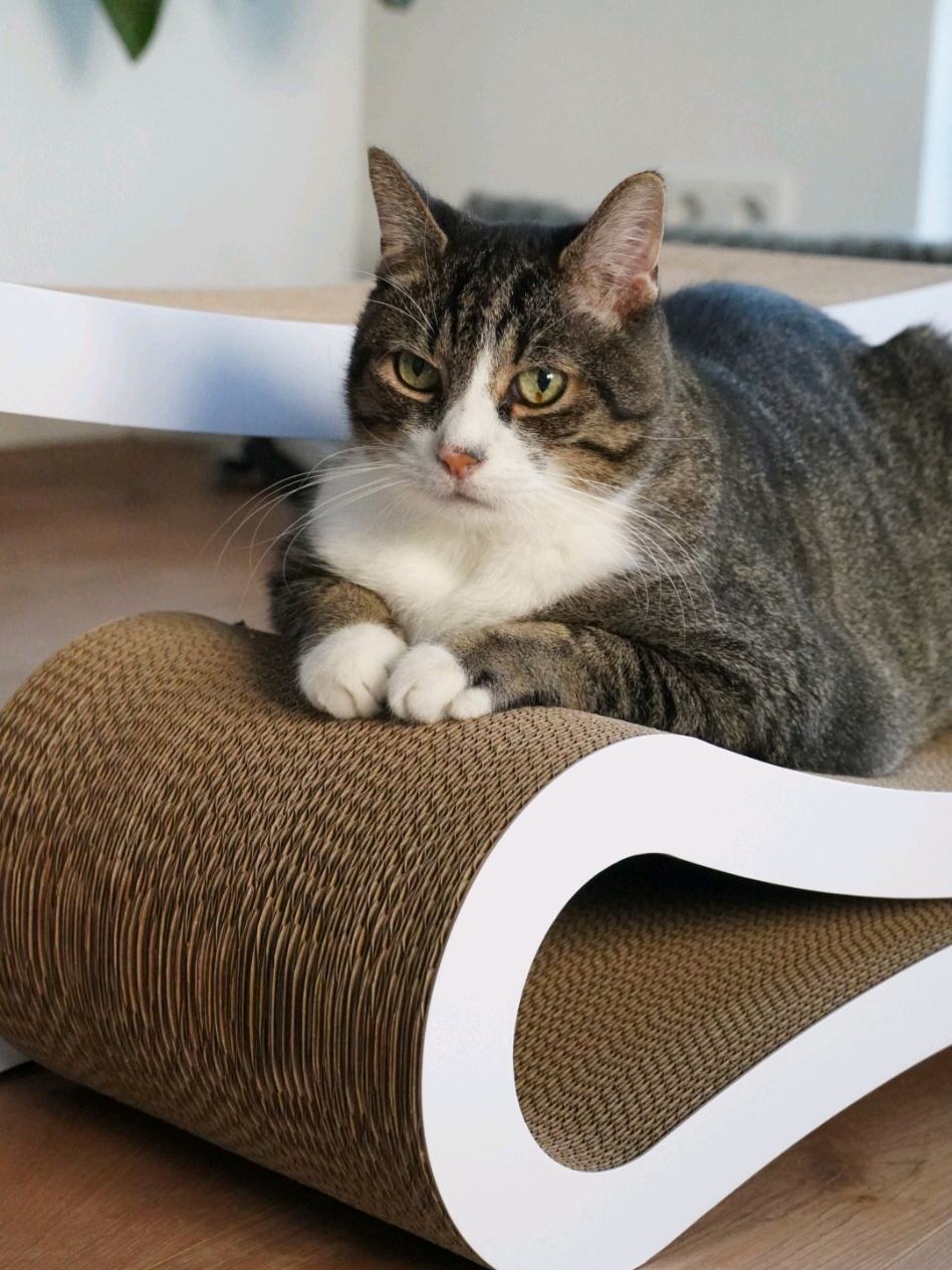- Anzeige Kooperation - Kratzen, chillen und das ästhetisch. 🐾 Heute ist Weltkatzentag, das wollen wir natürlich feiern - aber natürlich wollen wir immer nur das Beste für unsere Fellnasen. Charlies neue Lieblings-Kratzpappe von @petrhein @AstroPet  vereint Design & Funktion perfekt. Minimalistisch, stabil & einfach katzenstark.  ✨ Mit dem Code Charlie5 bekommst du 5 % Rabatt. #katze #kratzpappe #katzenmöbel #petrhein #interiorcats #charlietpcat #katzenglück🐱  #catlove #catlover #cats #catproducts #katzenliebe #ascentpaw 