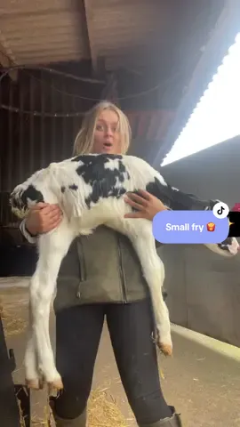 The loose calf in the background is having the time of her life! 😅 #agriculture #agrilife #farmlife #dairyfarm #calves #womaninag 