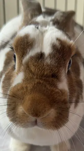 Bob doesn’t like to be plucked #bobbytherabbit #pluck