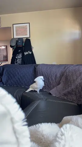 When you dare say no to ripping out the stitching on the couch.