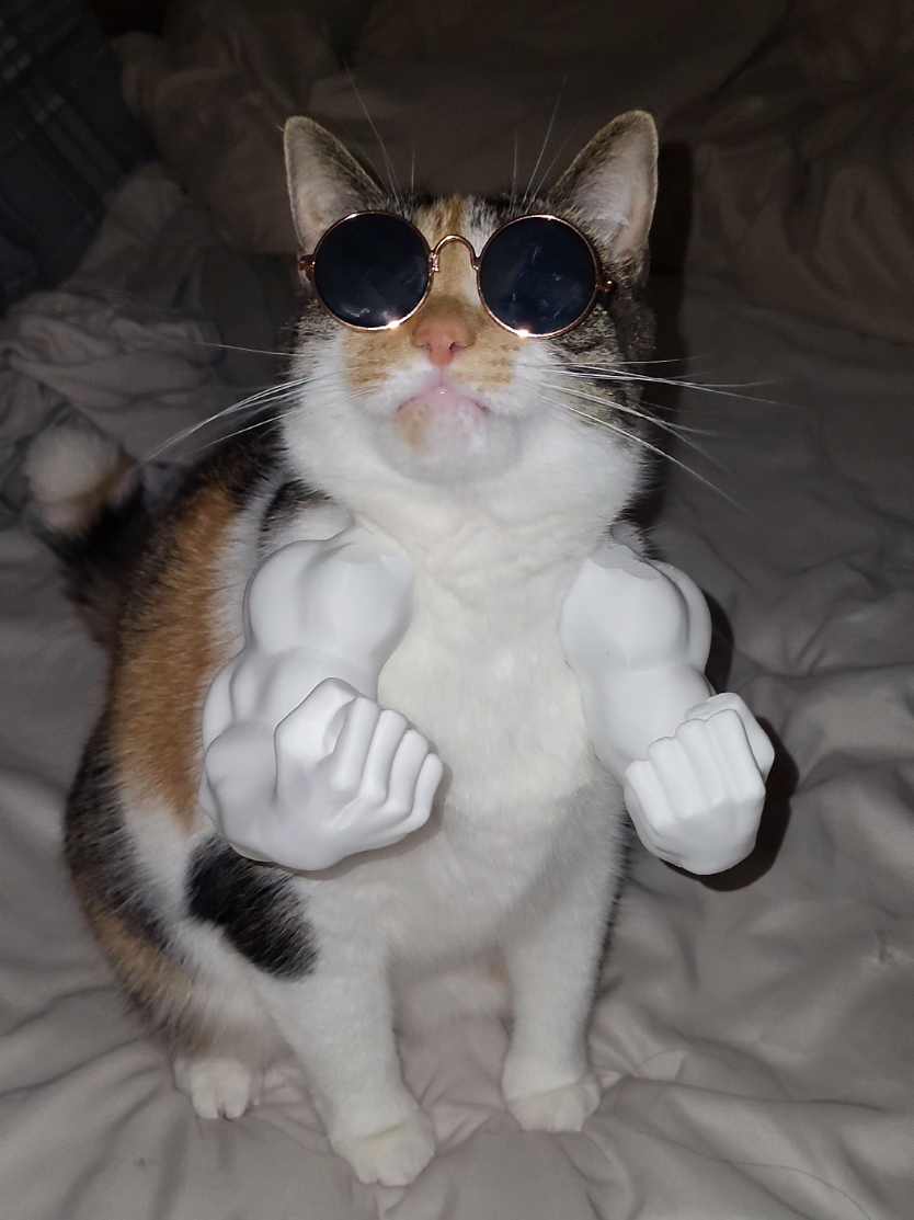cats are so funny 😭 #catsoftiktok #funny #funnycats #funnycatsoftiktok #relatable #funnytiktok 