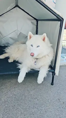 Alma chilling in her den! #Almathewhitesiberianhusky #whitesiberianhusky  #siberianhusky 