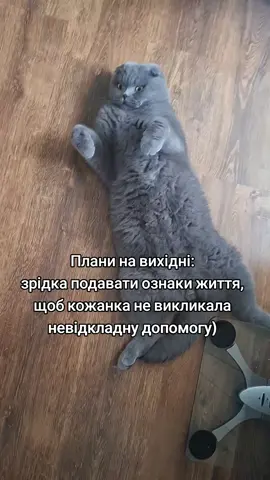 Плани на вихідні 😺