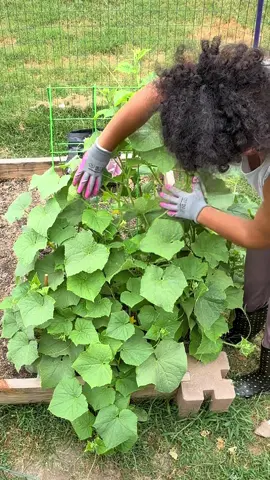 Plant update #plants #cucumber #peppers #bees #Love #fyp #gardentok 