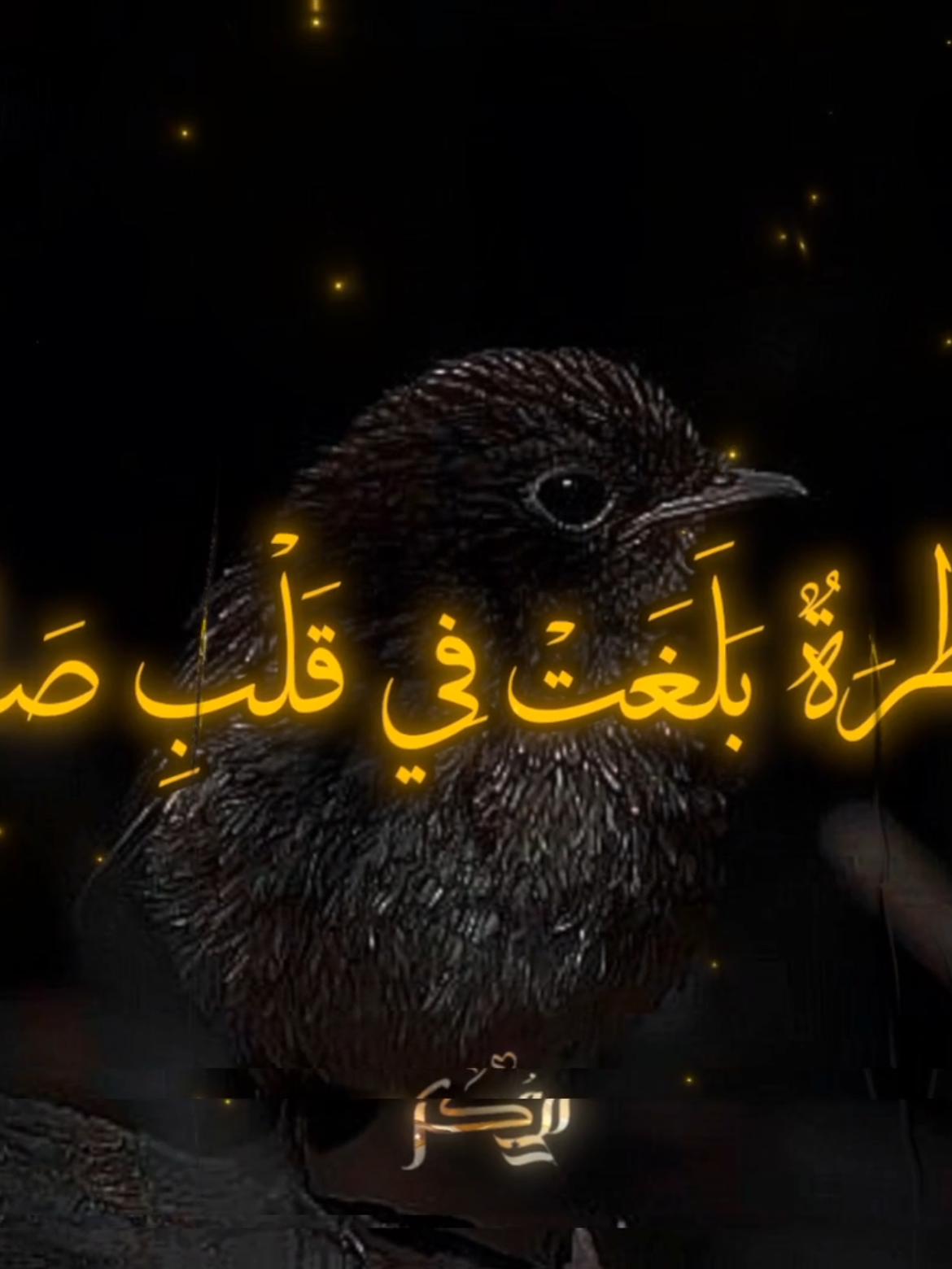 القارئ خالد العلمي  كل الحوادث مبداها من النظر  #صدقة_جارية  #خالد_العلمي  #عبدالرزاق_البدر  #كتاب_الداء_والدواء  #سبحان_الله_وبحمده_سبحان_الله_العظيم  #صلوا_على_رسول_الله  #المعروف_لايعرف 