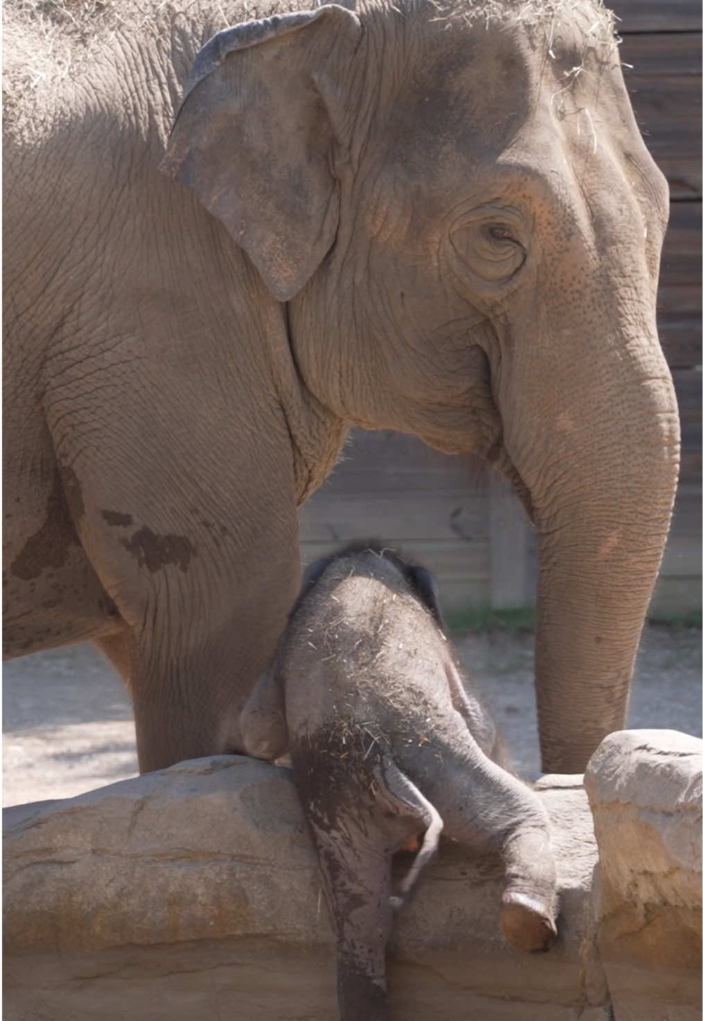 Baby elephant explores a big world! 🐘🌎 Starting this weekend and continuing into next week, guests will have the opportunity to see the calf, her mom Sunny, and Aunt Rudy between 9 a.m. and 1 p.m. Viewing may take place either in the outdoor habitat or inside our Asian Elephant Conservation Center, depending on the day and what’s best for the elephants. Come visit our newest addition to the herd! 🐘 #babyelephant 