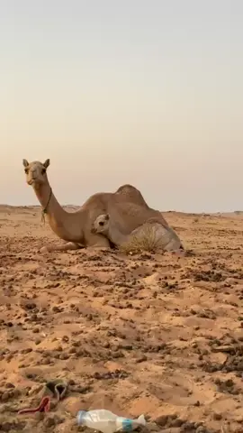 #الربع_الخالي_الرمله 