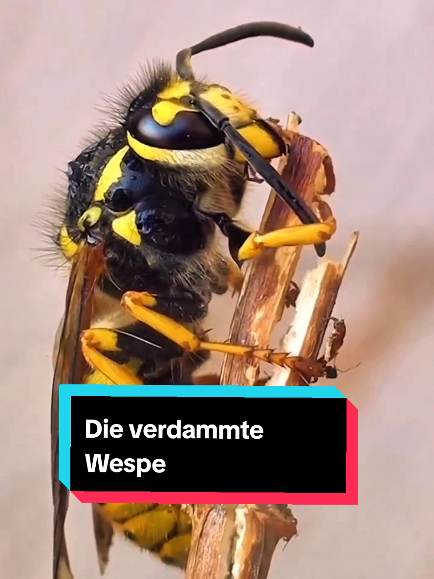 Wespen sind eindeutig das schlimmste Sommer-Feature#lustigetiere #wildetiere #sommer #wespe #wasp 
