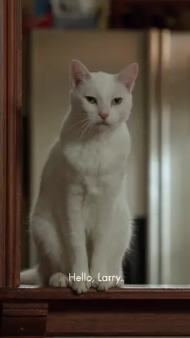 Larry's Back. 🐱 #InternationalCatDay