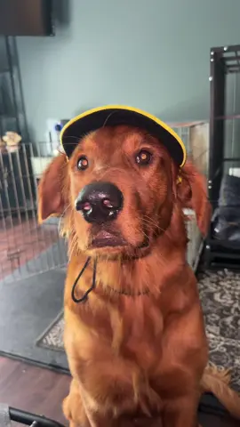 #funnydog #goldenretriever #goldenretrieverlife #dogsoftiktok #puppy #puppysoftiktok 