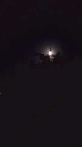 🌚