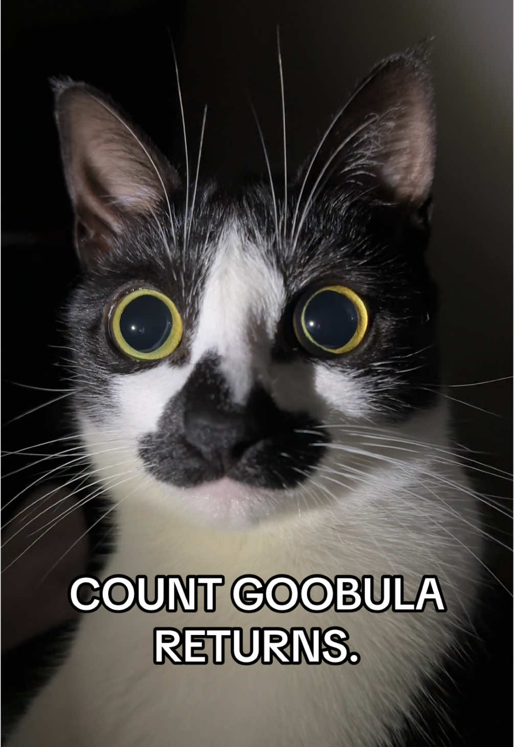 GOOB HAS RETURNED…… #goob #goobie #meow #meowmeow #cat #funnycat #catmemes #silly #sillycat #catvideo #catvids #aww #socute #vampire #funny #dracula #goobula #vamp #goth #gothic #horror #catsoftiktok e#creature#creaturefeatureunnyaudio #tuxedo #tuxedocat #tuxie #halloween 