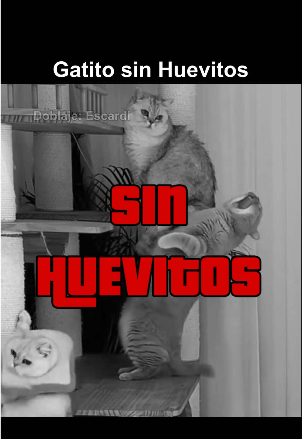 Gatito sin huevitos 🙀🥚 #parati #escardi 