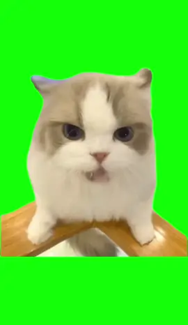 #котик #ктоикговоритцой #рекомендации #fup цой