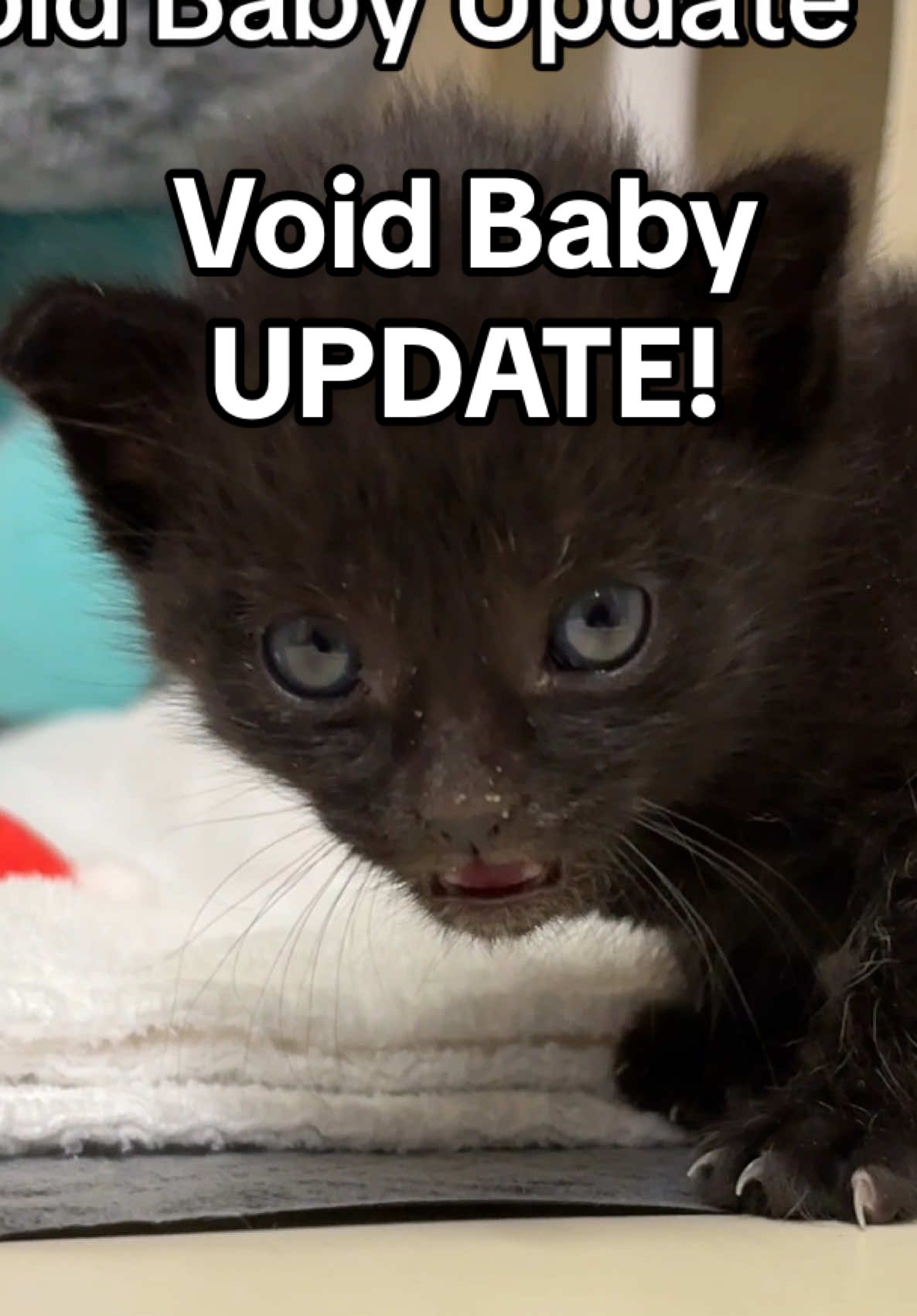 Here is an update video on the new kitten “Spartacus” He is happy and healthy in his little cat condo. He may be small but he has a mighty roar.  #kitten #kitty #cat #catsoftiktok #kittensoftiktok #kittens #blackcat 