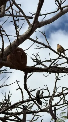 João-de-barro #zonarural_go #aves 