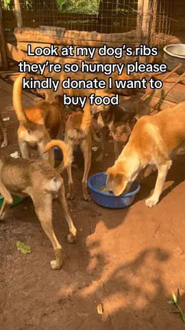 #dogloversfeed #dogslife #animalslover 