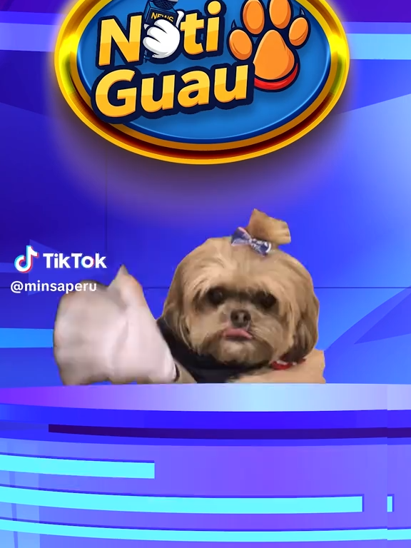¡Feliz Día del Gato! 🐱 Hoy toca mimarlos y seguir estas recomendaciones para una tenencia responsable.