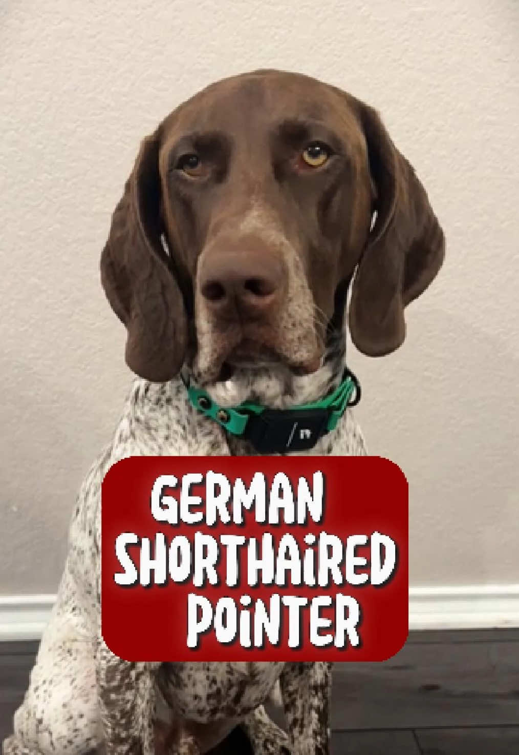 Discover German shorthaired Pointer    🐶🥰 #germanshorthairedpointer #fyp #dog #animals #gsp 