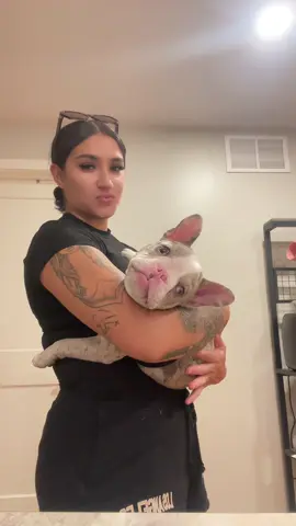 mi luna más bella 🥹💕 she thinks she’s a human baby #luna #frenchie #frenchbulldogpuppy #frenchies #lunasol #paratiiiiiiiiiiiiiiiiiiiiiiiiiiiiiii #fyp #merlefrenchbulldog 