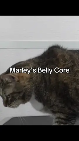 😺 Grooming our adorable chubby cat Marley today! 🐾 This fluffy feline is all about that chunky life, with a big belly and a small head stealing the show! 😻 Does Marley love treats? Oh, you bet this fat chub-a-lard does! 🍬 Watch this strong kitty use that weight to rule the grooming session like a pro. 🐱💪 No purring here, just pure cat-titude! 😾  #chunkycat #fatcat #bigbelly  @Girl With The Dogs 