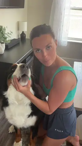#labubu #24klabub #bernesemountaindog #berner