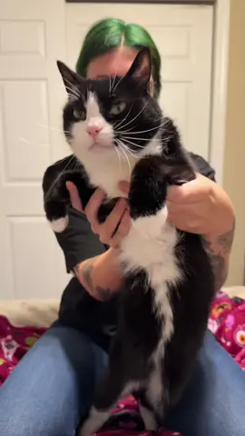 🤨 #catdance #catsoftiktok 