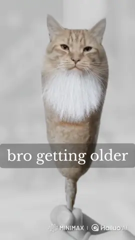 NOOOOOO #corndogcat #meme #fan 