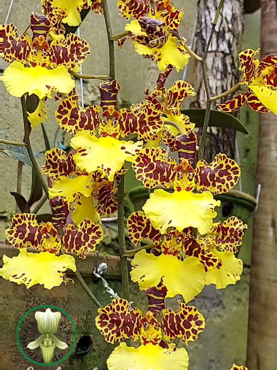 A Oncidium Jorge Verboonen é um clássico da orquidofilia. Seu porte elegante e cachos de flores amarelo-ouro impressionam até colecionadores experientes. Ideal para cultivo em meia-sombra, substrato leve e irrigação equilibrada.