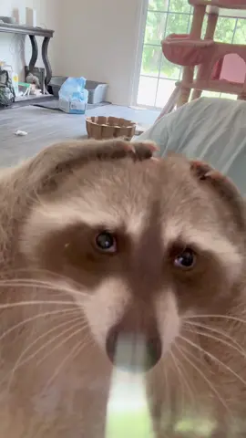 You all BETTER like and compliment Benny’s groovy dance moves. 😡😡 #raccoon #raccoonsoftiktok #pet #fyp #benny #bento #trashpanda #cute #funny #animalsoftiktok #exoticpets #animals #dance #moves #groovy #idol #mindenterprises #mind 
