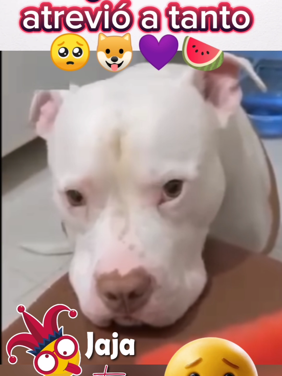 Así no humano 🥺🐶💜🍉#video #viral #virals 