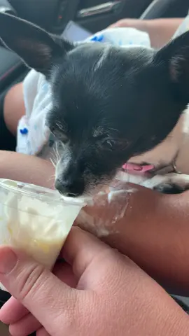 When that pup cup just hits!!!  #stabucks #pupcup #pupcupstarbucks #puppy #chihuahua #bellagrace 
