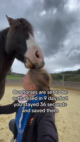 Every kind comment would mean a world to me #horses #shelter #sanctuary #animalsoftiktok #horsefarm #savehorses #horselovers #horsegirl #unitedstates 