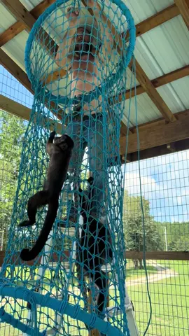 Hanging toys in the new enclosure with the monkeys is not the smartest thing to do🤣