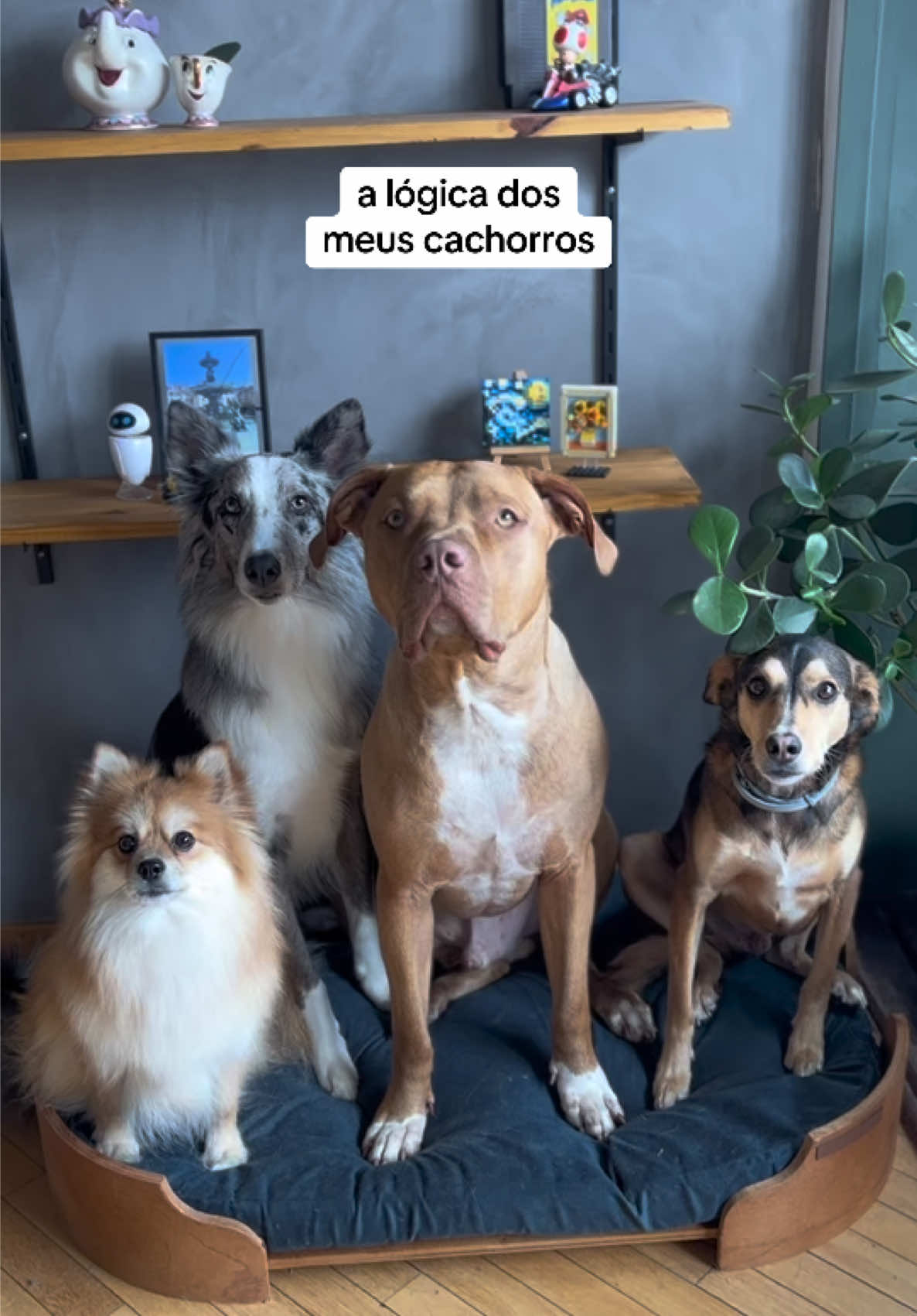Quem mais tem doguinhos com uma lógica parecida por aí? 😂 #cachorro #doguinho #pets #maedepet #rotinapet #fyp #fy #viralata #pitbull #luludapomerania #bordercollie 