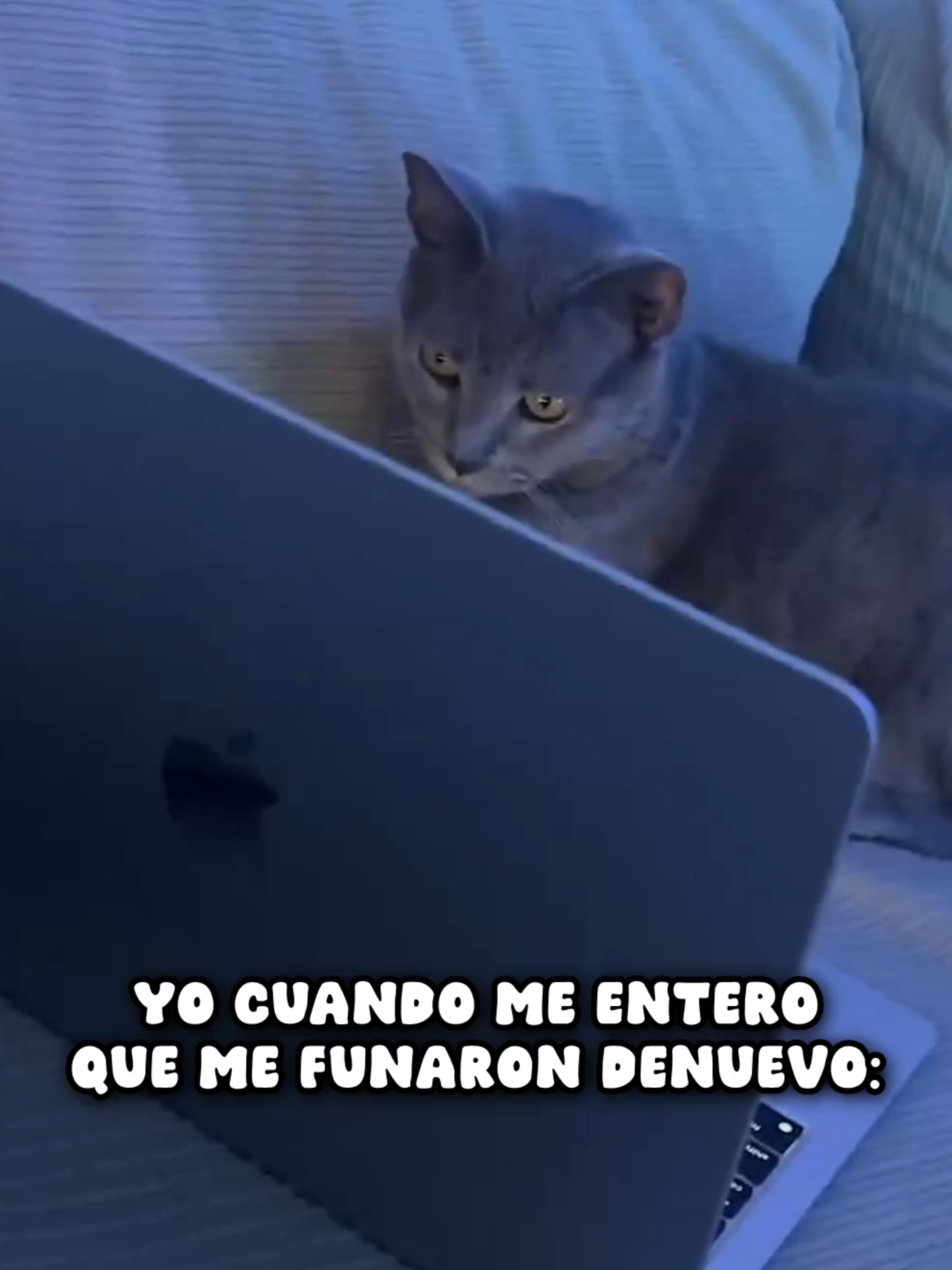Felipe REACT • kick.com/titasama • #titasama #titabruh #kick #kickstreaming #argentina #humor #felipe #gatos #mascotas #reaccionando #meme #momo #sing #singvenycanta #playstation5