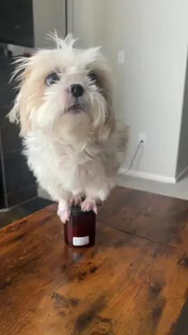 #nikiminajchallenge #shihtzu 
