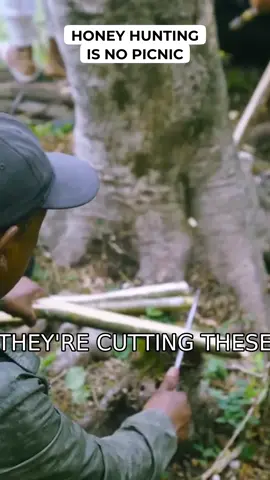 Witness the treacherous journey of honey hunters risking their lives for liquid gold. From rickety bridges to sheer cliffs, the dangers are real! #MadHoney #HoneyHunting #ExtremeSports #Nepal #Himalayas