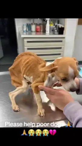 What terrible owner did this to her💔😢  Full story below #doglover #rescuedog #streetdog #PuppyAngels #BelieveInRescue #NeverGiveUp 