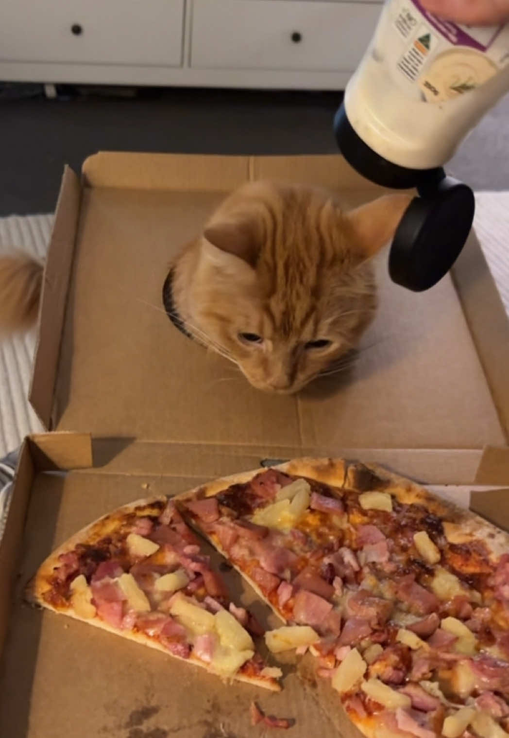 Coming back from a night out for food.. How’s he sticking his head through that pizza box, it’s not looking good brav #funnycat #gingercat #funnyvideosforyou #castillo #trendingcat 