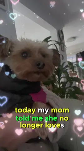 #CapCut #fyp #viraltiktokvideo #dogtok #foryoupageofficial #pettok #australia🇦🇺 #dogsoftiktokviral #foryoupage 