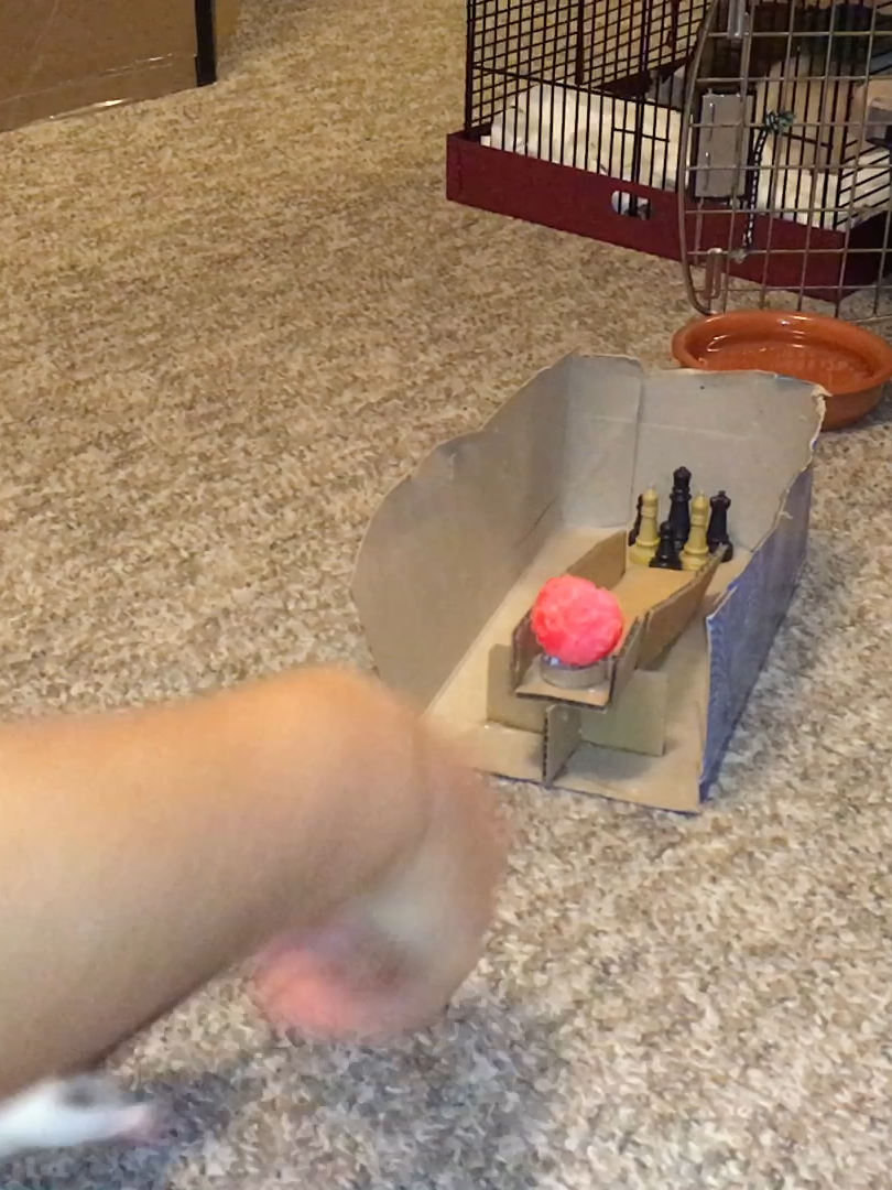 A fun contrast between my first attempts to train bowling with diy props (seen with Cookie the first rat shown), vs later bowling training using a mini bowling set (with Blueberry, ie the 2nd rat shown). In both cases the girls learned the trick well, but the nicer bowling prop definitly makes this trick look more polished! . Want help with training your rats tricks? I have a rat training book available here! https://www.etsy.com/listing/1605480026/the-ultimate-guide-to-rat-training