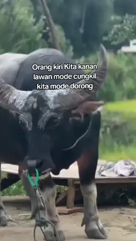 Apakah Bos Padatindo akan mampu imbangi dorongan  Bang Roy.....?  #kpts #masukberandafyp #padahariini #cctvberjalan😂 